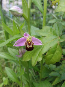 Orchidée sauvage (Ophrys apifera), découverte par hasard sur le site